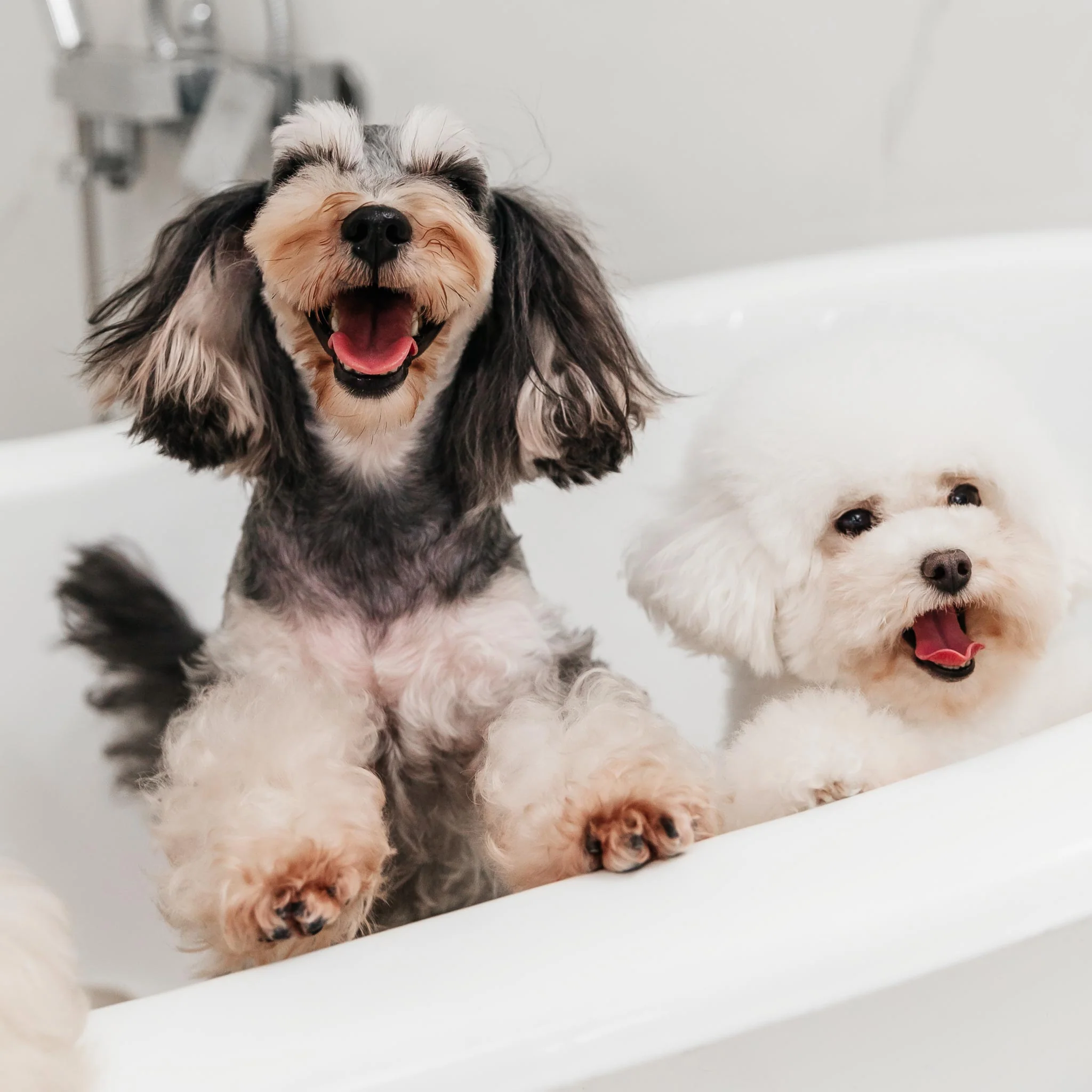 Pet Buddy Bath Set - Image 4